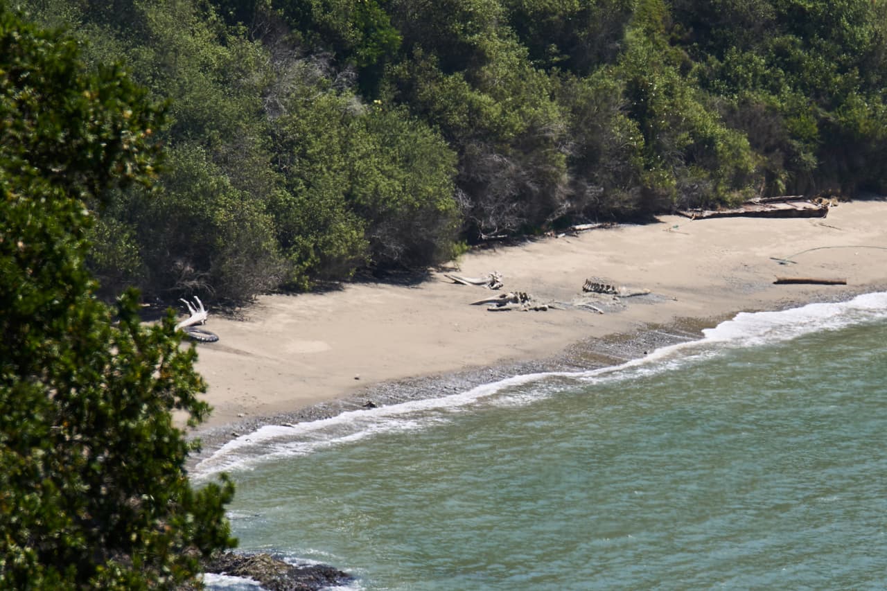 Cadáveres de ballenas yacen en una playa de Angel Island, en la bahía de San Francisco, el martes 19 de mayo de 2026. (Foto de AP/Annika Hammerschlag)