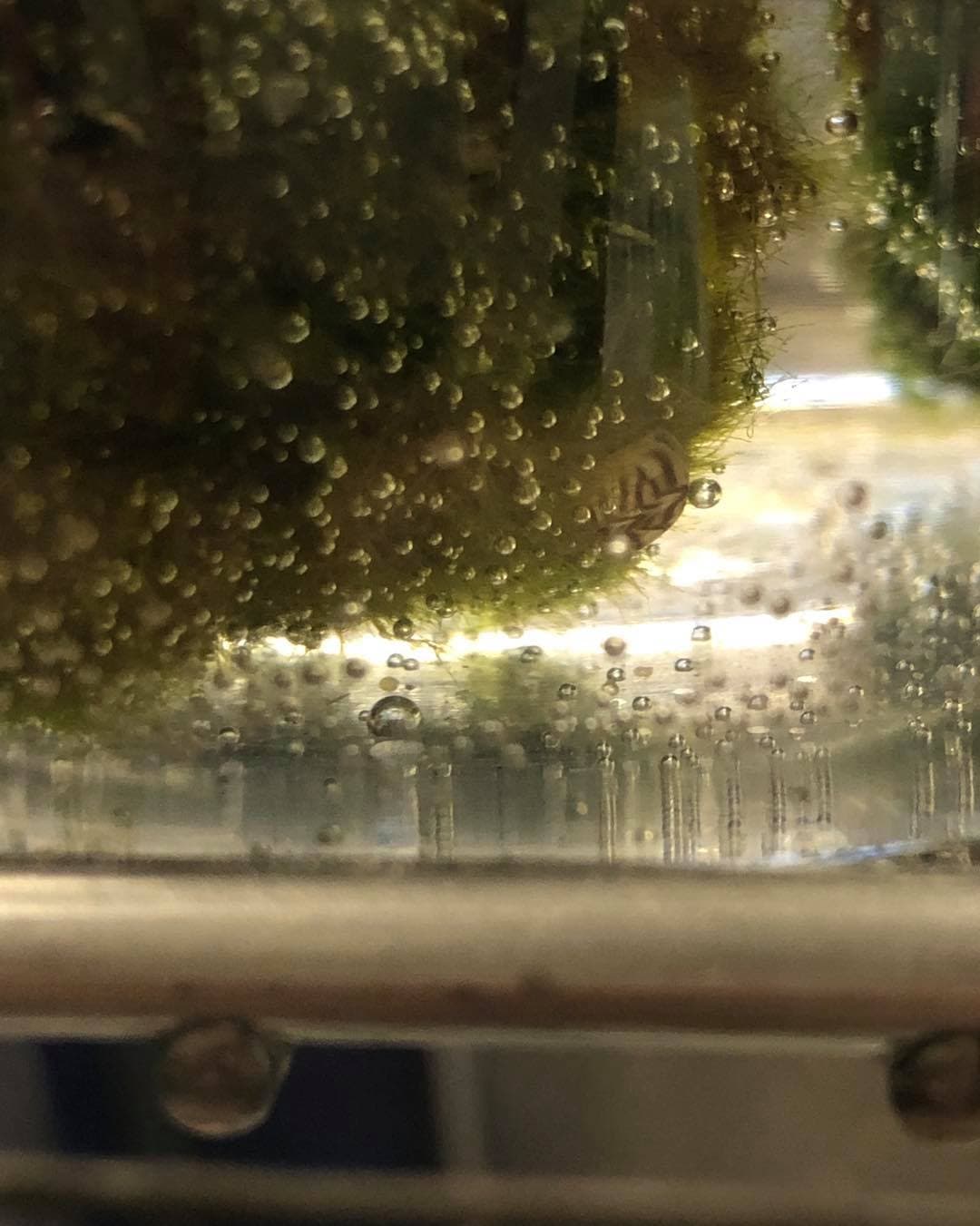 Lo más importante es que no tire este producto o los mejillones por el inodoro y no los tire afuera.