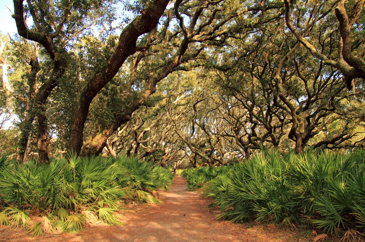 <h3 class="cms-H3-H3">Cumberland Island National Seashore, Georgia</h3>
<br>
<br>Aunque la mayoría de los visitantes solo van a Cumberland por el día, a través de sus propios barcos o ferry desde St. Marys en el continente, también pueden pasar la noche en los campamentos junto a la playa o en el elegante Greyfield Inn, construido en 1900 y que aún es propiedad y operado por la familia Carnegie. Los visitantes también pueden dirigirse a Northend, una histórica villa fundada por esclavos liberados.