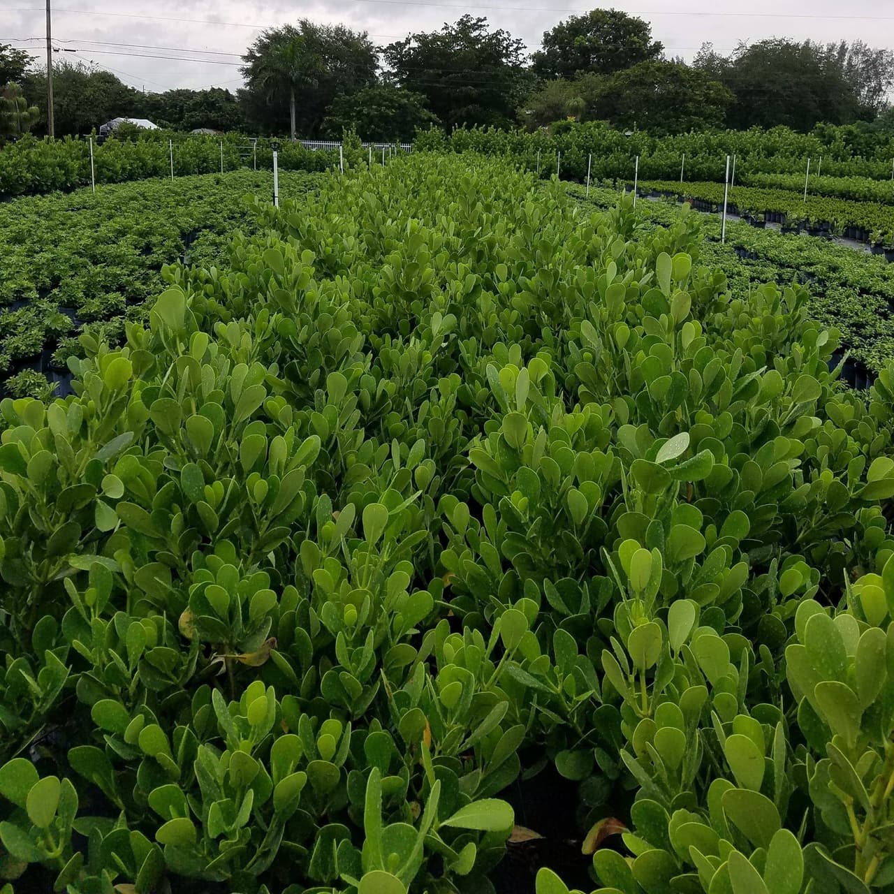 Investigan el hallazgo de un feto dentro de un baño portátil en un vivero de Miami-Dade