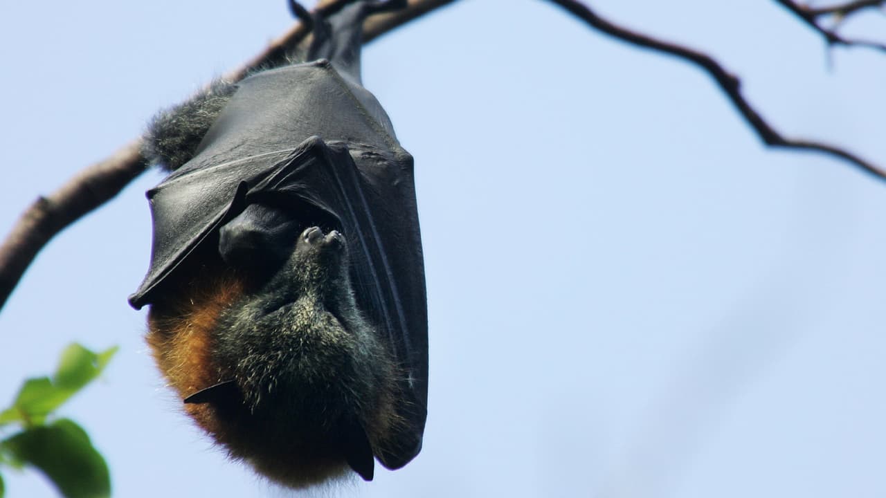 Texas es el estado con más murciélagos en EEUU. De las 47 especies que existen en el país, 32 habitan en este estado.