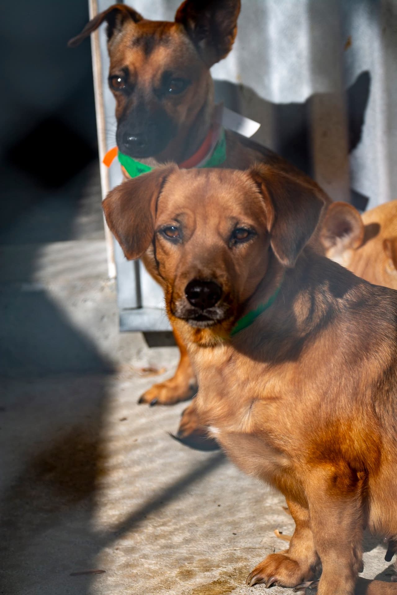Si interesa adopatar uno o dos de estos peludos, puede acceder al enlace o ponerse en contacto con Brandywine Valley SPCA para obtener más información sobre cómo puede adoptar.
<br>
<br>
<b><a href="https://bvspca.org/about/contact-us/" target="_blank">Brandywine Valley SPCA </a></b>
<br>