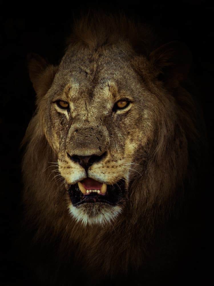 Según los estimados actuales, solo unos 12,000 leones están libres o en estado salvaje. Cientos de ellos se enfrentan cotidianamente a la cacería por deporte. Algunos, viven en áreas protegidas, pero al salir de ahí a explorar encuentran su muerte. Uno de los casos más recientes ocurrió en julio de 2017, cuando un cazador mató a la cría del famoso león Cecil. Más información
<a href="http://www.univision.com/noticias/planeta/cazador-mata-al-hijo-mayor-del-leon-cecil-en-zimbabwe">aquí.</a>