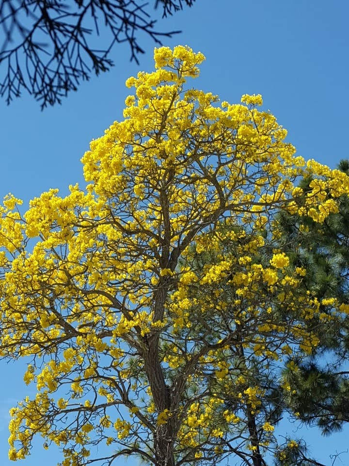 El cuantioso valor en dólares de un árbol