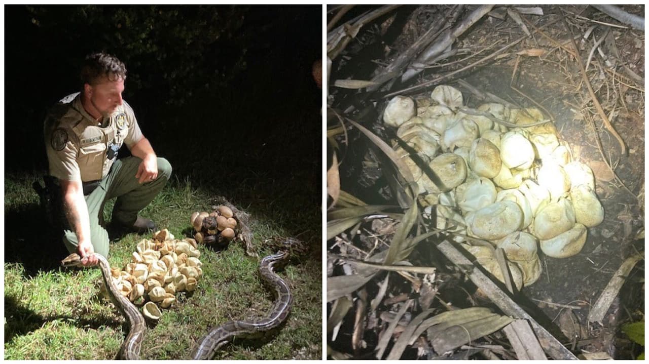 La otra pitón tenía 18 crías adicionales recién nacidas