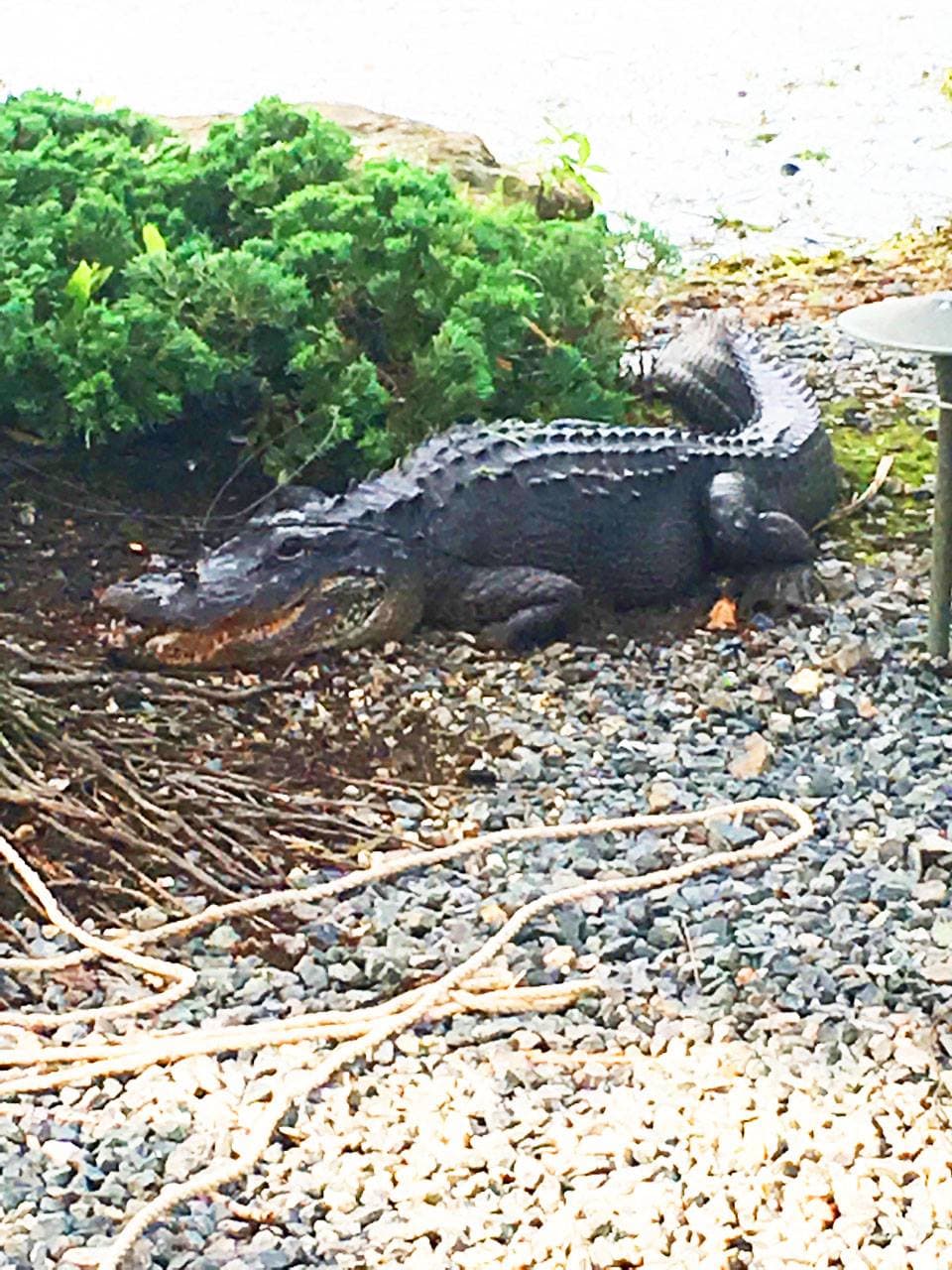 Caimán de más de siete pies es capturado en comunidad de Pinecrest