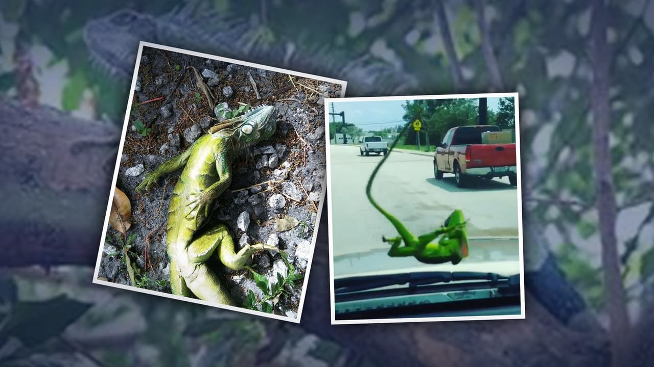 ¡No están muertas! Conoce qué hacer con las iguanas congeladas durante los días de frío invernal en Florida