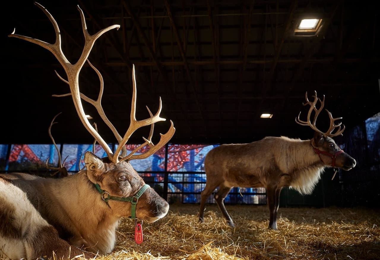 El Hersheypark Christmas Candylane ha estado cuidando a los renos de Santa durante los últimos 25 años, dijo el estado.