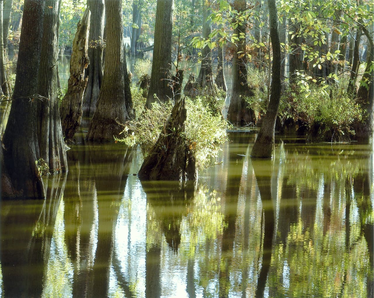 Asimismo, organizaciones como Openlands, junto con Neighborscapes y el Distrito de Parques de Harvey,
<b>realizaron el pasado 11 de abril una jornada de plantación de árboles </b>en el
<b>Harvey Honore Park.</b>