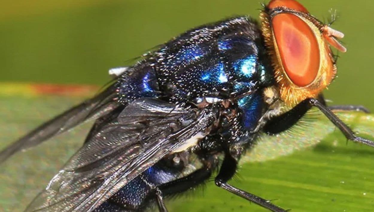 Florida contraataca al gusano barrenador que amenaza al ganado en EE.UU. y presenta plan de contención