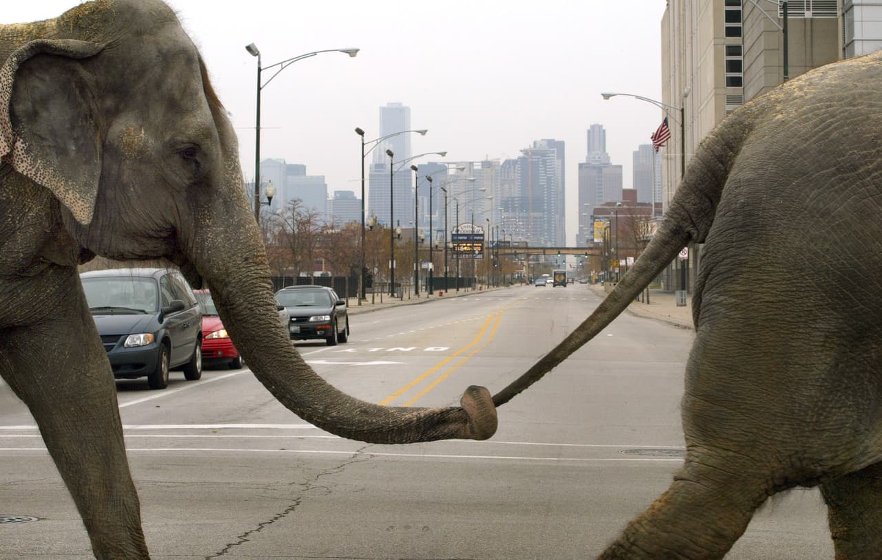 Ya en mayo del año pasado habían dejado de trabajar con elefantes, tras las presiones de grupos activistas y de derechos de los animales.