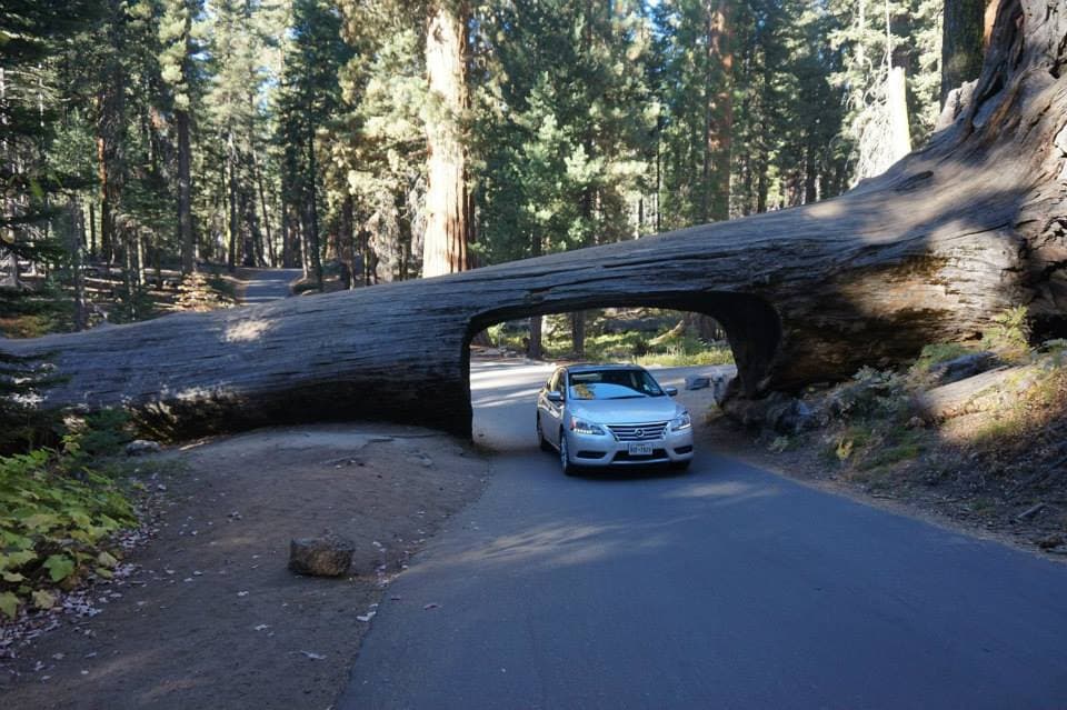 La caída de esta secuoya no fue obstáculo para crear un paso para los conductores que cruzan las vías de Sequoia National Park. Un trozo del inmenso tronco fue retirado para crear el llamado ‘Tunnel Log’ (túnel del tronco).