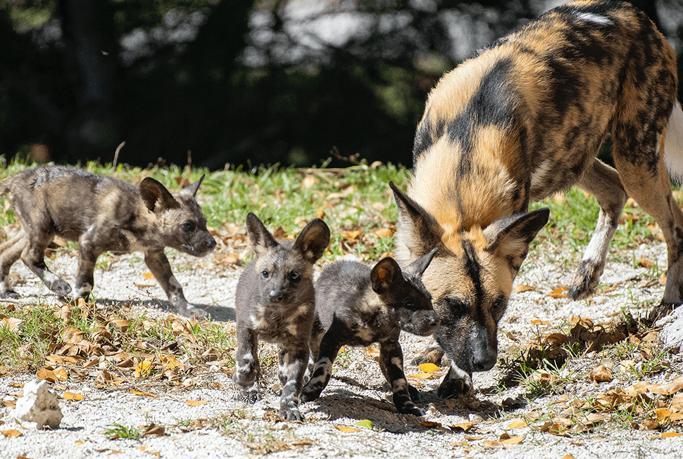 ‘Pie pequeño’ llegó al zoológico de Miami en 2017 desde el zoológico de Audubon, en Nueva Orleans.