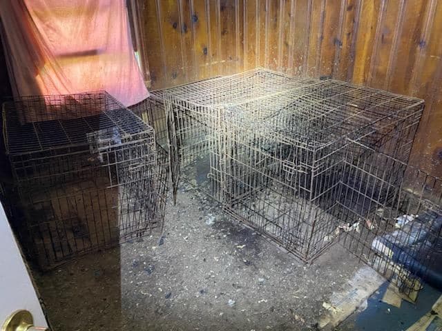 “Lanzó a los perros por la ventana”: así fue el arresto de una mujer que tenía 18 perros y un conejo en condiciones deplorables