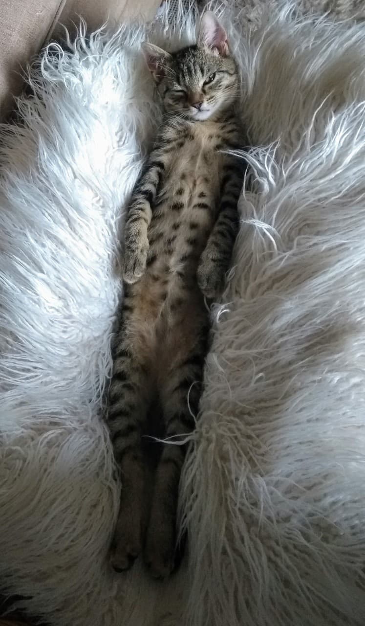 <b>‘El gato Albie’</b>
<br>
<br>“Este es Albie, nuestro gatito. Está lleno de energía y es divertido, pero como ves, también se toma un tiempo para relajarse y recargar sus baterías”, bromeó la autora de la imagen.
<br>