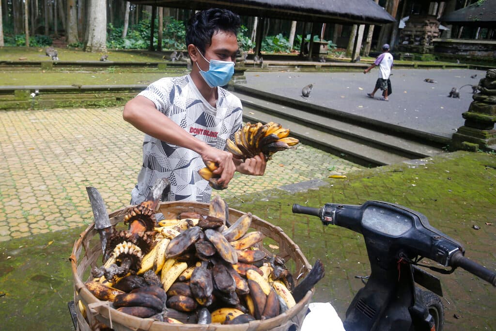El Bosque de Monos de Sangeh solía tener unos 6,000 visitantes mensuales, pero conforme la pandemia se extendió el año pasado y los viajes internacionales disminuyeron drásticamente,
<b>esa cifra se redujo a apenas unos 500.</b>