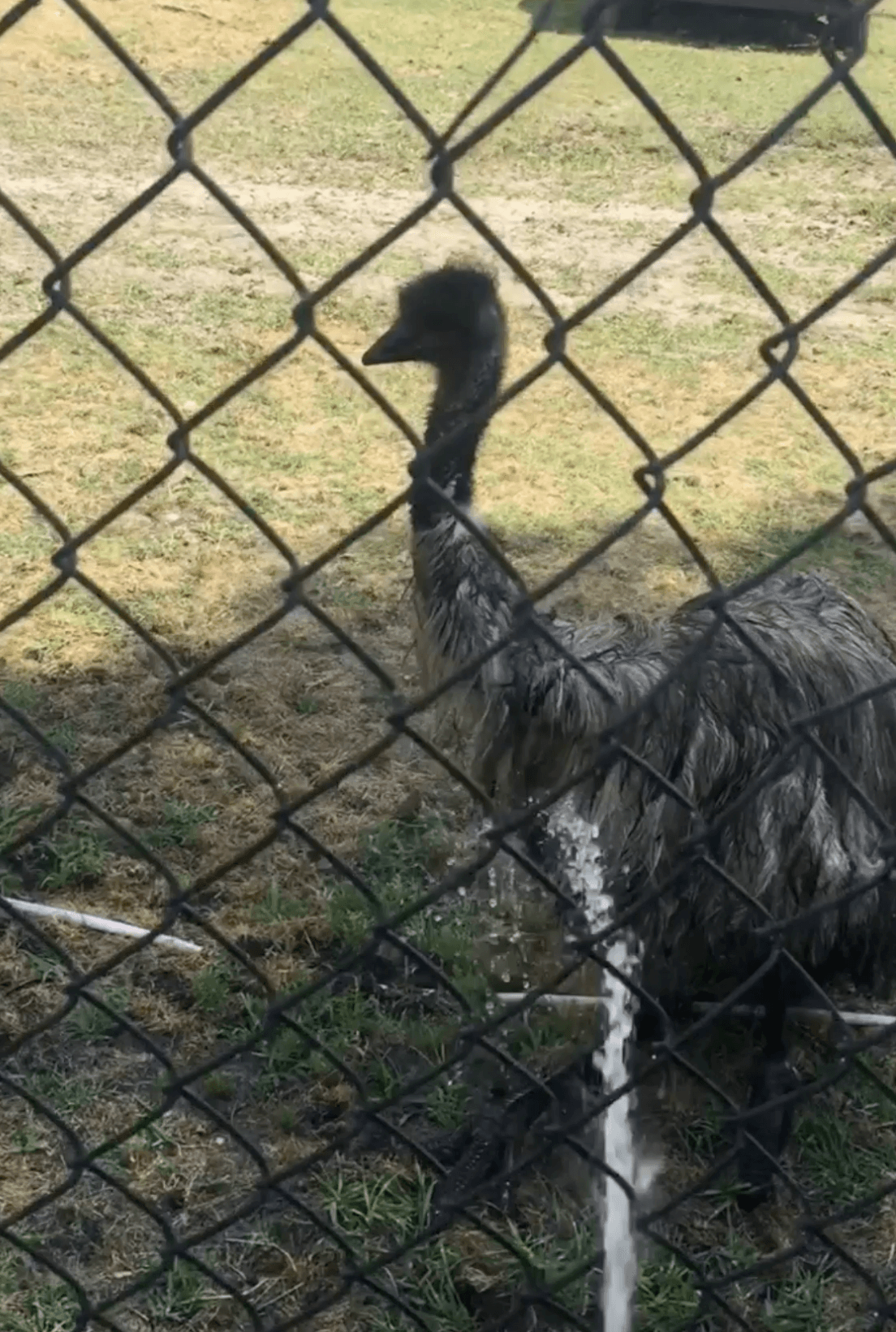 Día Nacional de las Mascotas