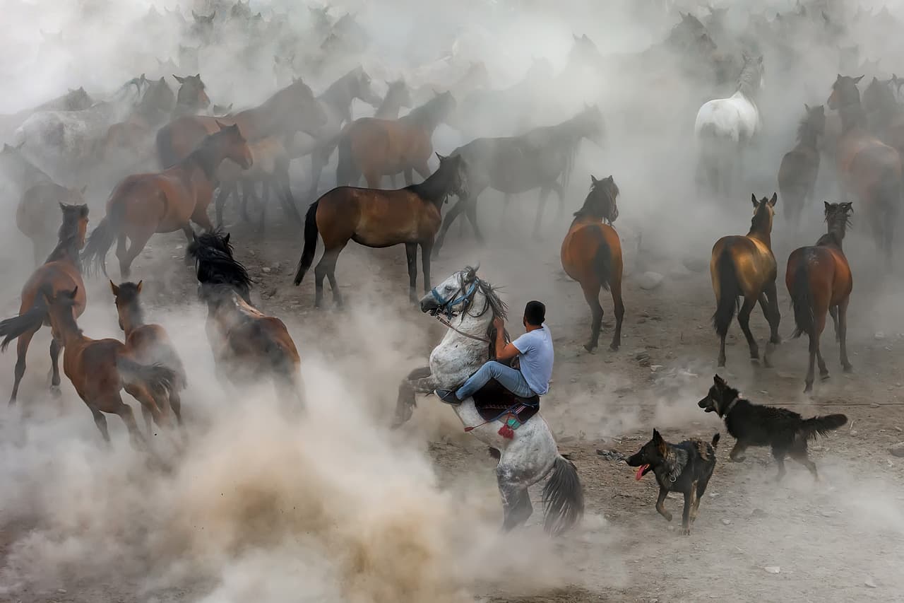 Caballos salvajes. La 'ceremonia visual' que se presencia cuando un grupo de hombres del pueblo llamado Hörmetçi ubicado en Turquía, intenta capturar a estas criaturas majestuosas. Para el folclore cultural turco, estos equinos son considerados símbolo de la libertad y en esta localidad se los llama los niños libres de las montaña.