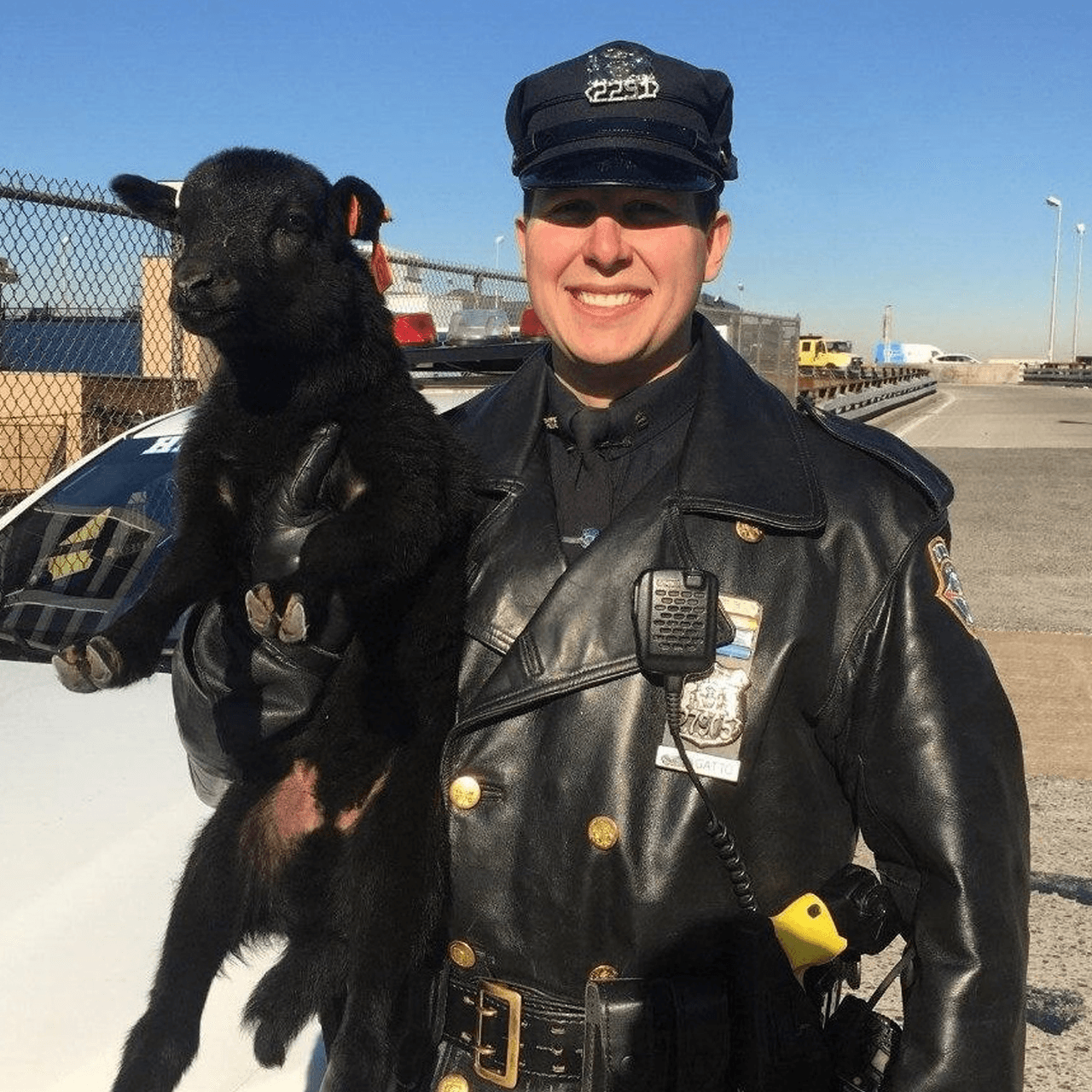 Finalmente, este adorable corderito fue visto en la autopista de Gowanus durante las horas pico de un miércoles por la mañana. El reporte inicial indicaba que podría haber sido un cabrito, pero el santuario en Nueva Jersey que lo acogió dice que es en realidad un cordero.
<br>