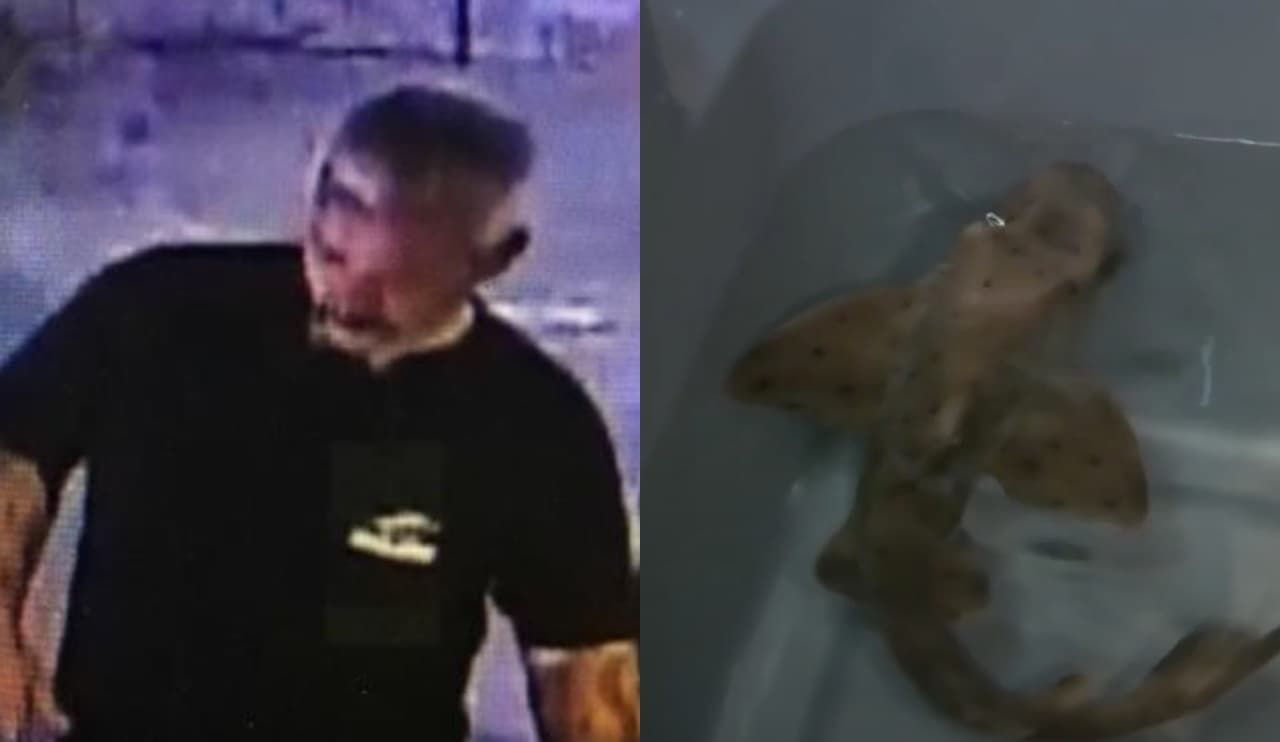 Revelan la razón del robo del tiburón en San Antonio: reemplazar a una mascota que murió