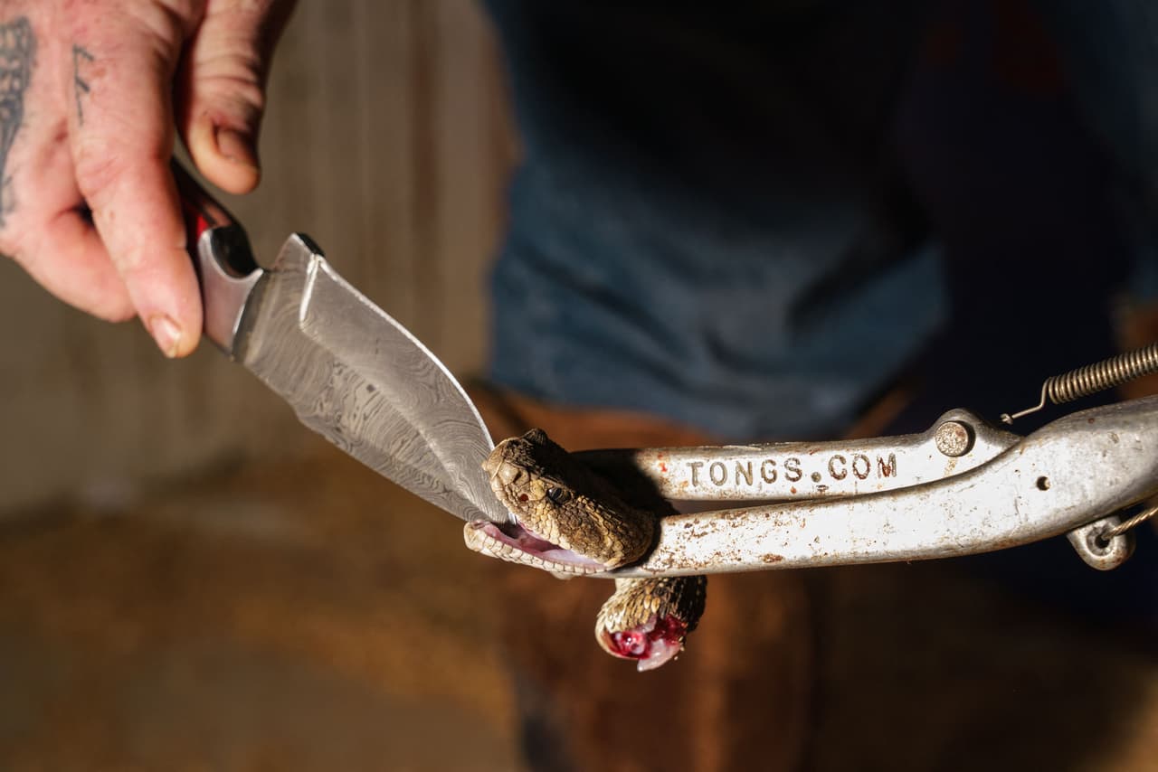 La mayoría de las mordeduras ocurren cuando una serpiente de cascabel es manipulada o rozada accidentalmente por alguien que camina o trepa.
<br>