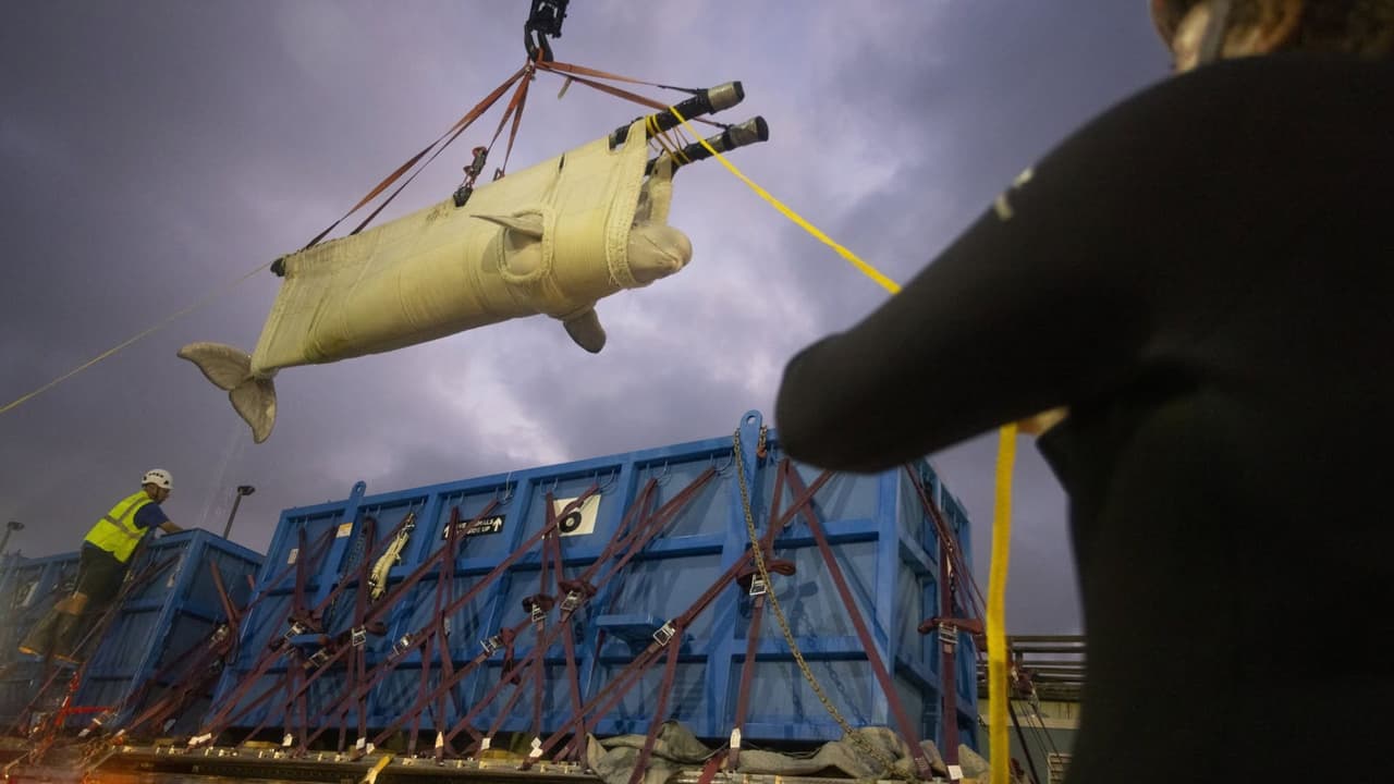 SeaWorld San Antonio anunció que recibió 7 ballenas beluga en sus instalaciones en Texas.
<br>
<br>Las ballenas viajaron casi 2 mil millas desde Canada en un esfuerzo urgente e internacional para reubicar a 30 ballenas beluga de un parque marino que fue cerrado, cerca de las Cataratas del Niágara.