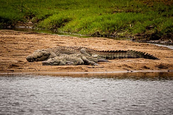 Una pareja de retirados se fue de vacaciones: hallaron sus cuerpos acuchillados en un río lleno de cocodrilos