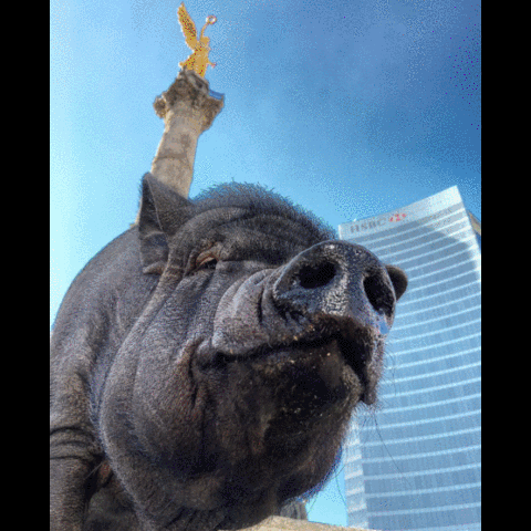 Ángel, el dueño de La Chata, dice que ella es inteligente y también temperamental.