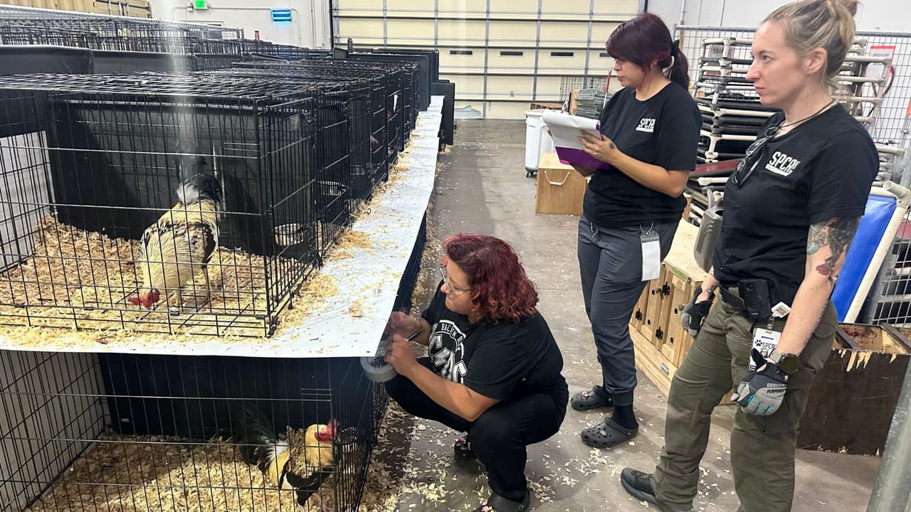 En una propiedad rural cerca de Edgewood, Texas, agentes atendieron
<b><a href="https://www.univision.com/local/houston-kxln/desmantelan-red-de-peleas-gallos-condado-houston-texas-arrestan-sospechosos" target="_blank">reportes de una pelea de gallos</a></b>. SPCA de Texas llegó al sitio y se hizo cargo de las aves, entre las que había 66 gallos vivos, cuatro muertos y cuatro gallinas vivas.