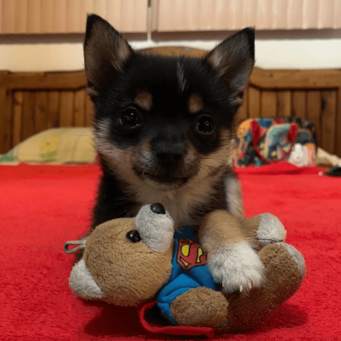 Esta pequeñita vive en Fort Worth y es la primera mascota de Sandra Quiroz.