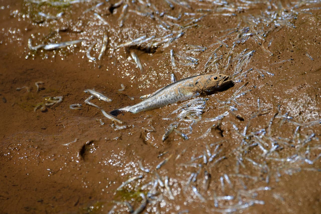 A medida que el nivel del agua baja, peces muertos o a punto de morir quedan expuestos a las orillas de la reserva Oroville. El estado ha señalado que temperaturas más calientes debido al cambio climático y suelos muy secos han resultado en "reducciones históricas y no anticipadas" de agua en las grandes reservas.