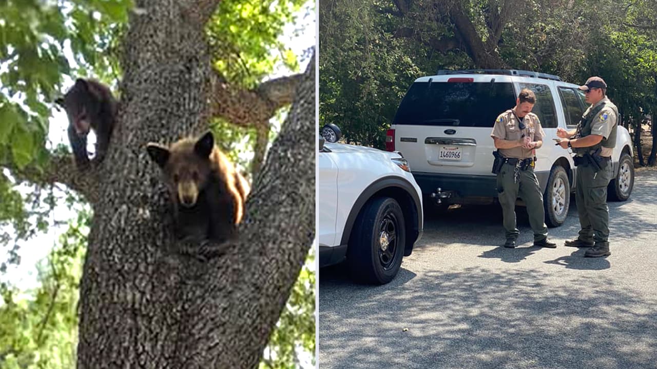 Avistan cachorros de osos en la zona montañosa del condado de Tulare