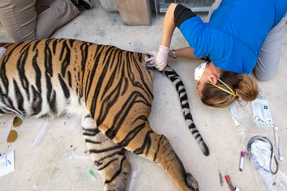 Y en el recto de los tigres.