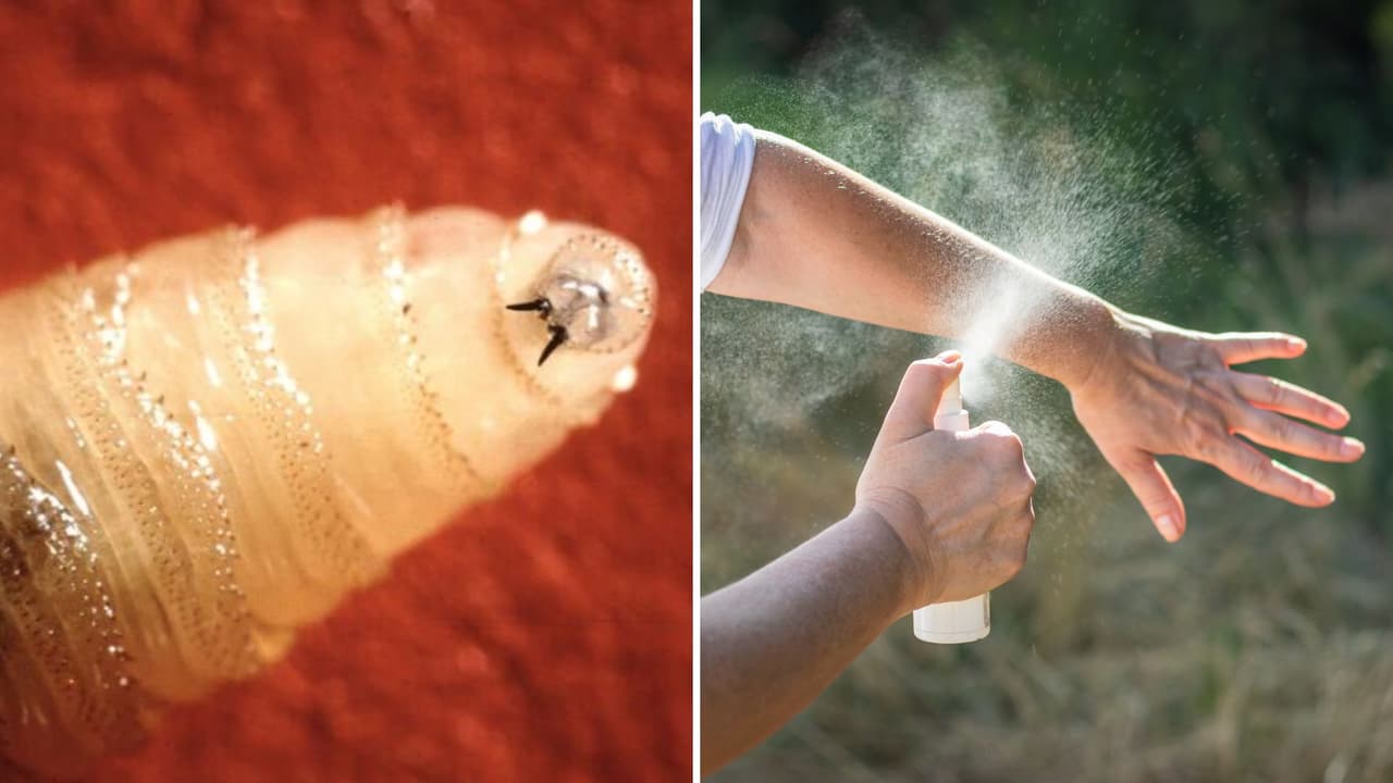 Gusano barrenador en Texas: esto debe contener tu repelente para prevenir infestaciones