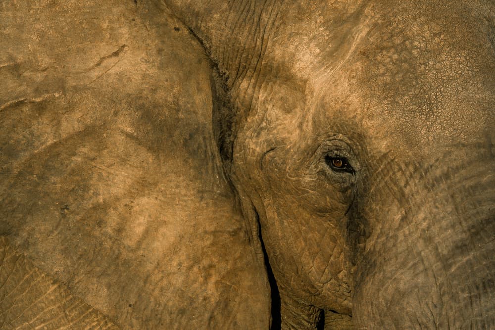 "Estamos experimentando la tasa de mortalidad de elefantes más alta en la historia. De hecho,
<b>el 20% de los elefantes de África podrían morir</b> en los próximos 10 años si la caza ilegal continúa con la velocidad actual", advirtió Paul Allen, coautor y principal inversionista del llamado
<a href="http://www.greatelephantcensus.com/" target="_blank"> </a>primer Gran Censo de Elefantes. Allen, quien fue también uno de los cofundadores de Microsoft, decidió invertir
<b>siete millones de dólares</b> para hacer este inventario.