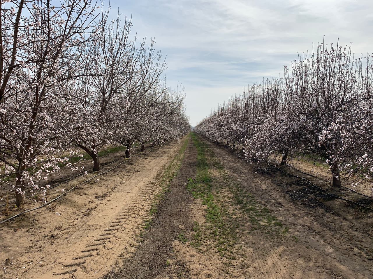 Puedes
<a href="https://www.goblossomtrail.com/BTUpdates.asp"><u>ver aquí el mapa</u></a> del Blossom Trail, que pasa por Sanger, Centerville y Reedley, entre otras localidades.