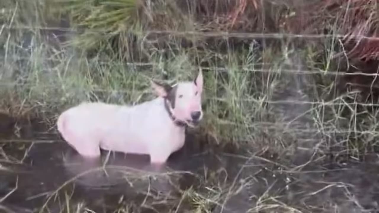 Fiscalía retira cargos en caso de Trooper: ¿qué pasó con el perro del huracán Milton?