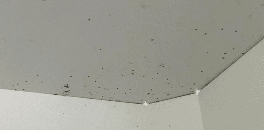 El equipo de inspección de la OIG también observó que las duchas del centro estaban infestadas de pequeños insectos, concretamente en los techos. Y recordaron que, según los estándares, las instalaciones de detención deben mantenerse libres de insectos y plagas.Durante su visita al centro, el equipo entrevistó a ocho personas detenidas. A cada una le preguntaron: “¿Está limpio este centro?” Siete respondieron que “no”, y dos señalaron específicamente las duchas como un área problemática.