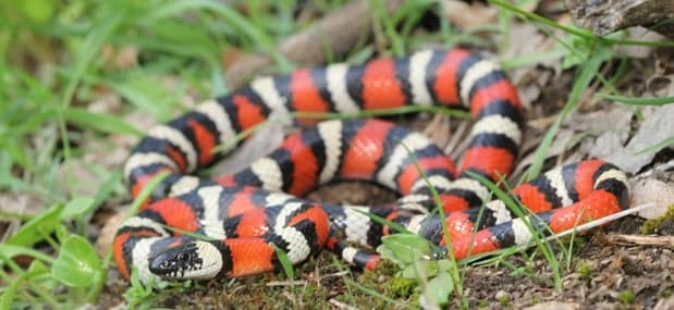 La serpiente rey de las montañas de California tiene colores llamativos, pero no son venenosas. Como imitadores batesianos, estas serpientes han evolucionado para defenderse de los depredadores simplemente por tener una coloración similar a las serpientes coralinas venenosas.