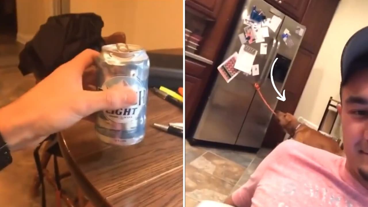 Joven entrena a su perrito para que le lleve latas de cerveza a la mesa: mira cómo lo hace