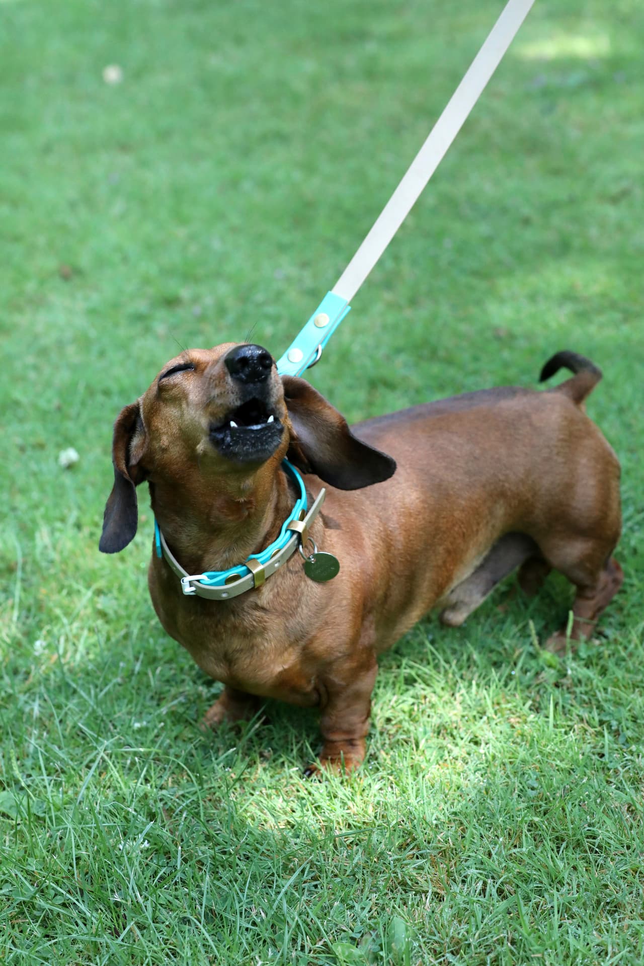 Sus mucosas y encías pueden adquirir un color azulado debido a la falta de oxigenación en sangre.
