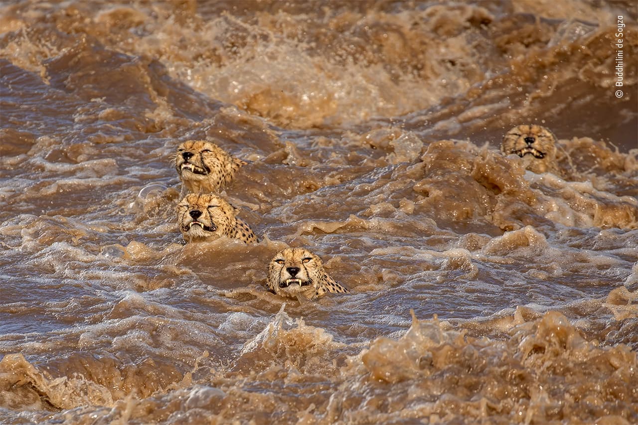 <b>‘El gran baño’</b>
<br>
<br>Este grupo de guepardos machos se lanzó a un río en Maasai Mara, Kenia. Según el autor, estos animales son buenos nadadores y si hay presas del otro lado se entusiasman y se lanzan a los ríos caudalosos. La mayoría son solitarios, “pero a veces se quedan con sus hermanos o forman equipo con otros machos”.
<br>