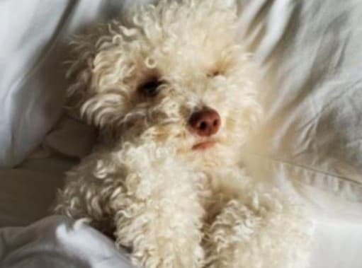 La mascota de Justin Costello.