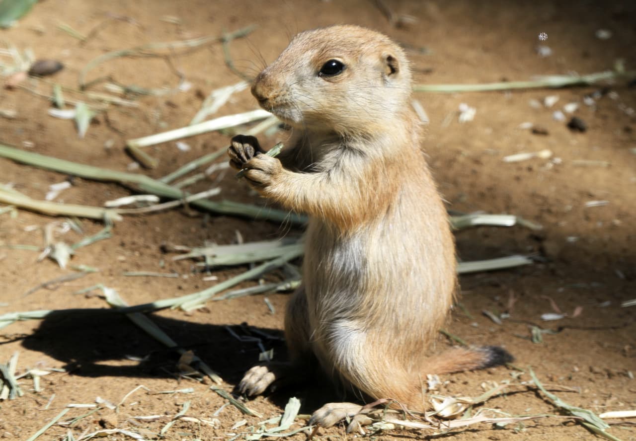 El concurso requiere que los participantes presenten nombres relacionados con la primavera, ya sea el nombre de alguna de sus flores favoritas o algo que les inspire durante esta temporada del año. Los ganadores se llevarán una membresía familiar -o la renovación sin costo de la misma- para visitar el zoológico todo el año.
<br>