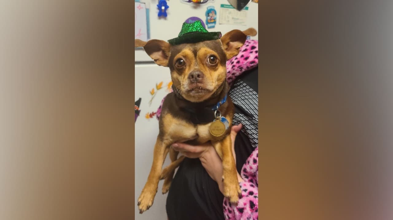 Diana Contreras envía la foto de Koby mientras celebra el Día de San Patricio.