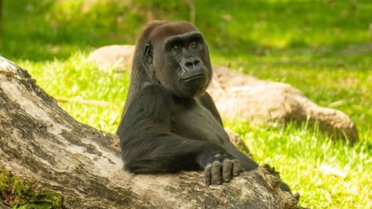Adiós a Tinga: Busch Gardens lamenta la muerte de su gorila juguetona