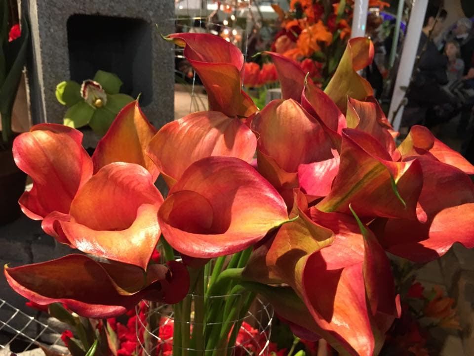 El lirio cala es una flor hermosa y majestuosa que a los jardineros les gusta plantar y que los planificadores de bodas aman usar. Es una flor en forma de trompeta, con hojas grandes, por lo que es predominante en los ramos de flores.