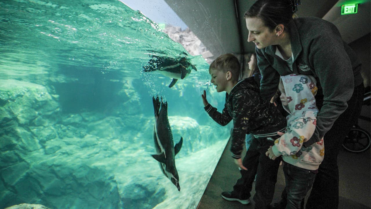 Además de brindar un entorno similar al del archipiélago, busca fomentar su conservación.