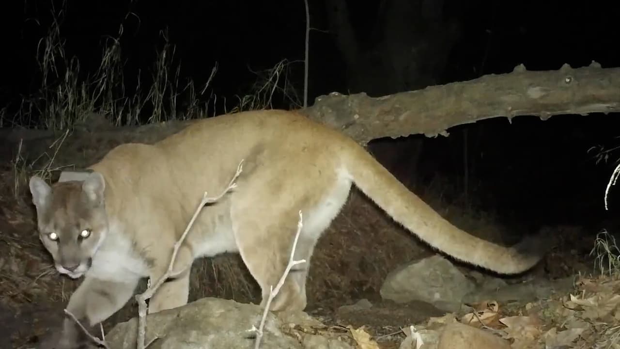 El famoso puma tenía "varias lesiones graves y problemas de salud crónicos". Al parecer esto se debió a que fue atropellado por un auto.
<br>