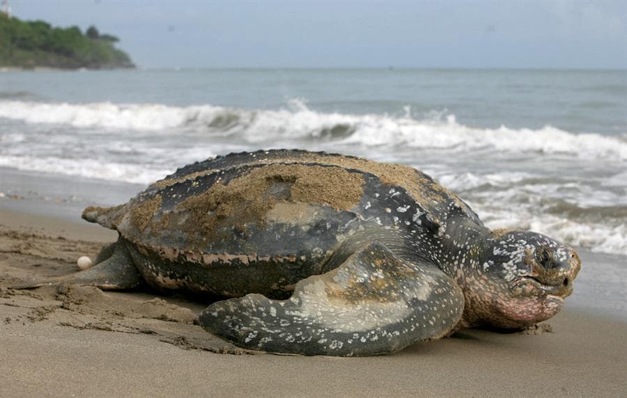 La tortuga laúd, la especie
<i>dermochelys coriácea, </i>es la tortuga marina más grande del mundo. Puede llegar a medir hasta tres metros de envergadura y pesar hasta una tonelada.